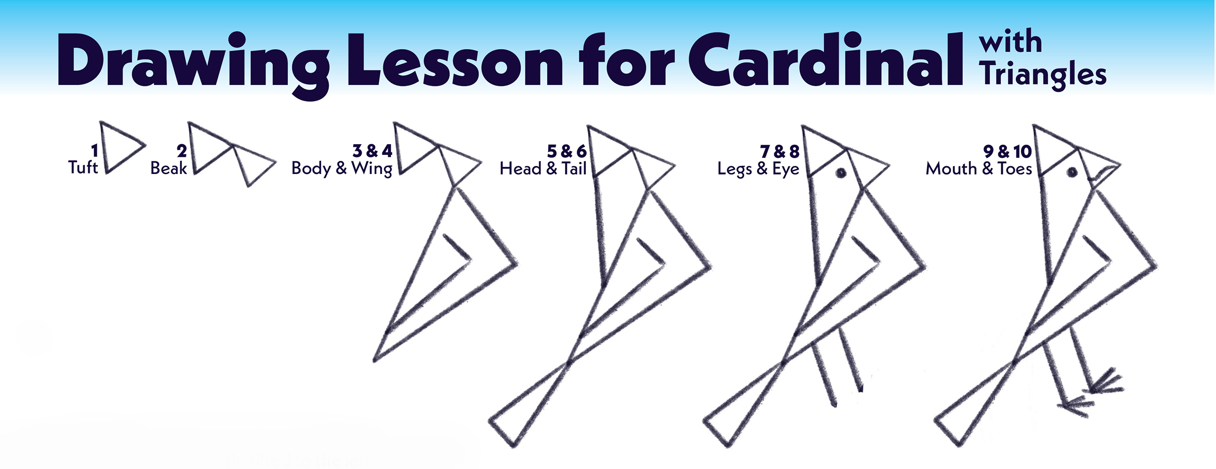Drawing Lesson Steps for a Cardinal